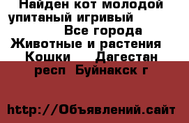 Найден кот,молодой упитаный игривый 12.03.2017 - Все города Животные и растения » Кошки   . Дагестан респ.,Буйнакск г.